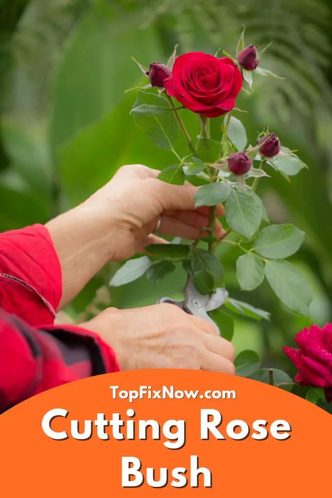 Can I Cut My Rose Bush to The Ground? (Find Out!) DiscussDiy