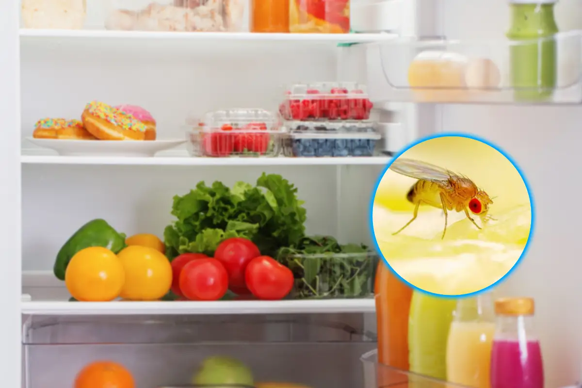fruit flies in refrigerator        <h3 class=