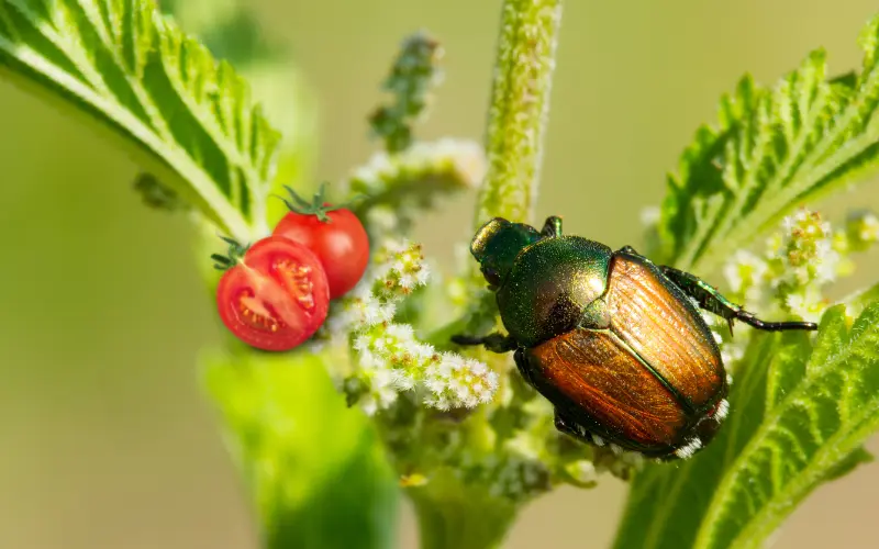 Do Japanese beetles eat tomato plants? (Find Out!) DiscussDiy