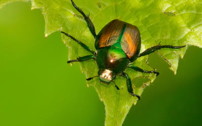 Do Japanese beetles eat tomato plants? (Find Out!) - DiscussDiy