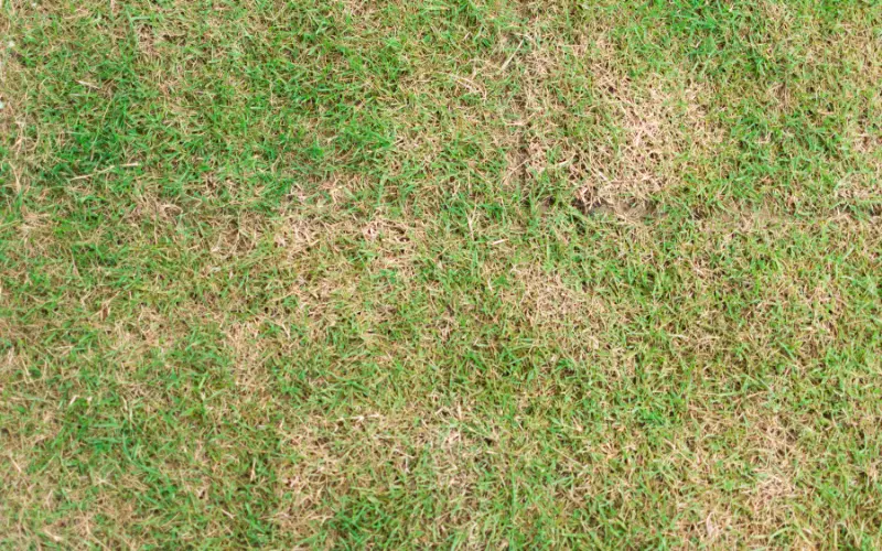 Does Dog Pee Kill Grass? (Find Out Now!) DiscussDiy